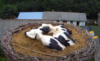 Slika pregleda web-kamere storks Kozubszczyzna